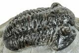 Detailed Gerastos Trilobite Fossil - Morocco #271896-1